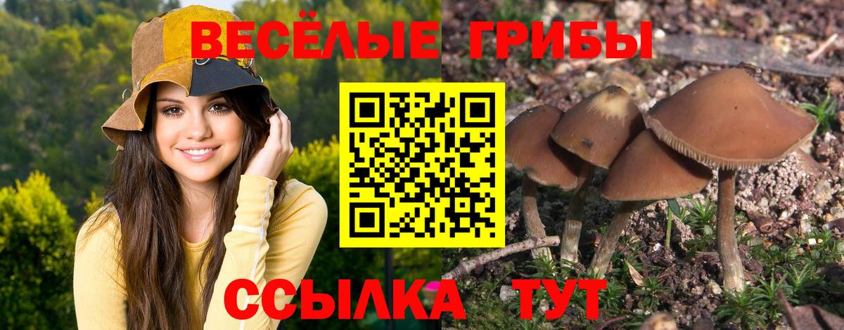 Псилоцибиновые грибы Psilocybe Урай